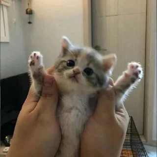 🙌