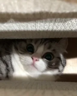 🐈