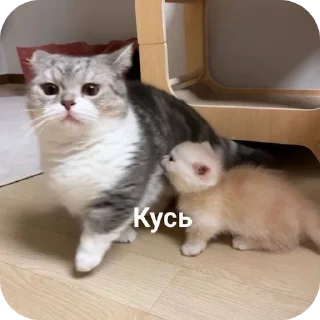 🐱