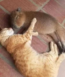 😴