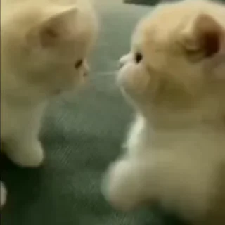 🌟