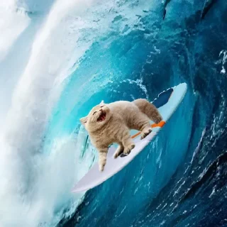 🐈