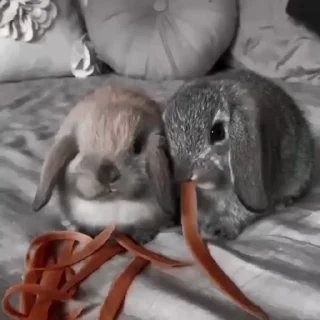 🐇