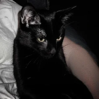 🐈‍⬛
