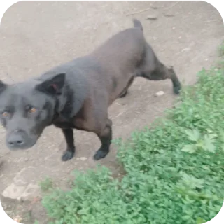 🐶
