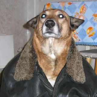 🐶