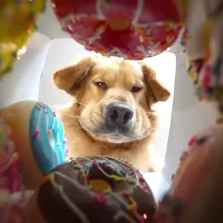 🍩