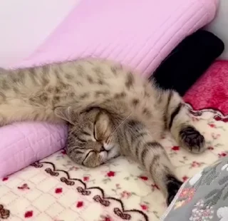 😴