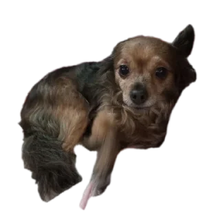 🐶