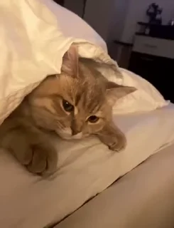 😻