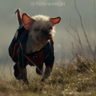 🐶