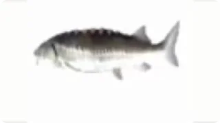 🐟