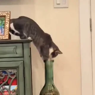 🐈