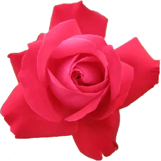 🌹