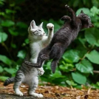 😺