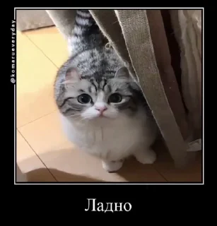 👌