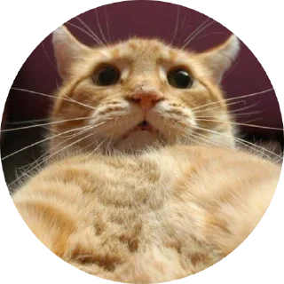 🙀