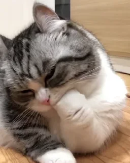 😺