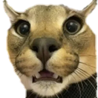 😲