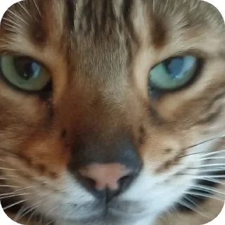 🐱