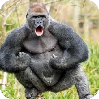 🦍
