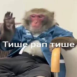 Бибизяны Дмитрия 🙈