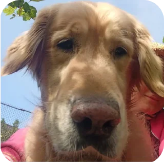 🐶