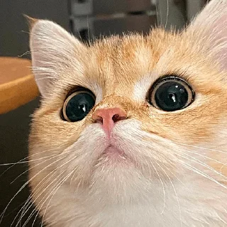 🤩