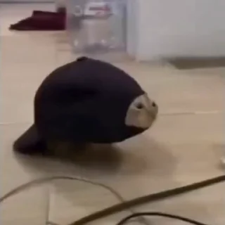 🐈