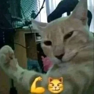 😼