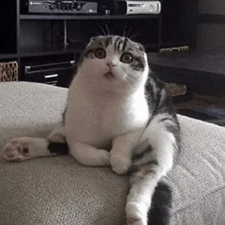 🐈