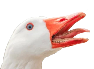 Crazy Birds @stickersb2b