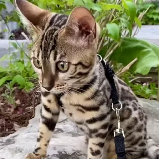 🤩