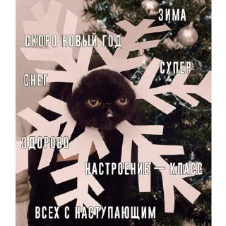 😺