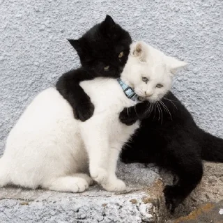 ☯️