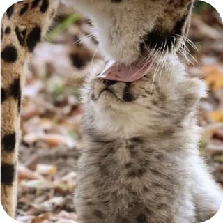 🐱