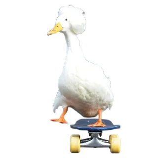 🦆
