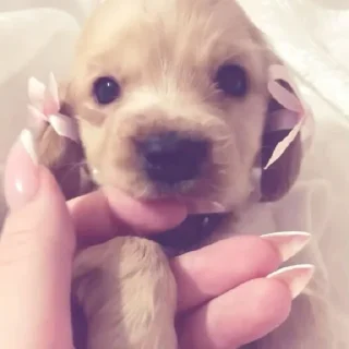 🐾