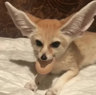 🥚