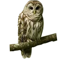 Owls