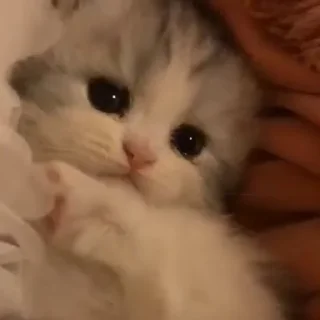🐈
