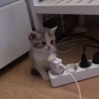 🐱