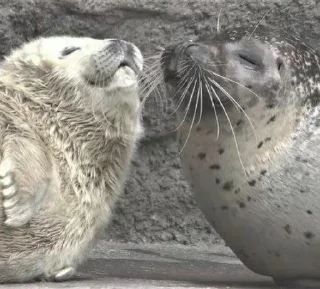 👩‍👦