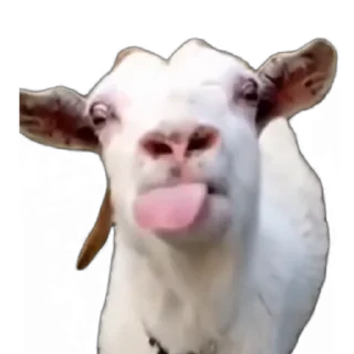 🤌