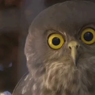 🦉