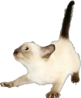 🤍