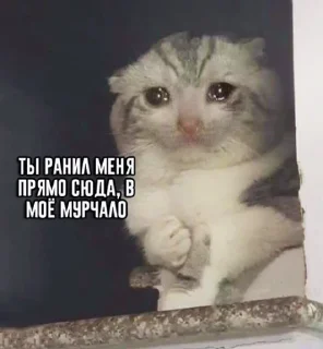 😿