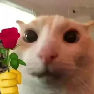 🌸