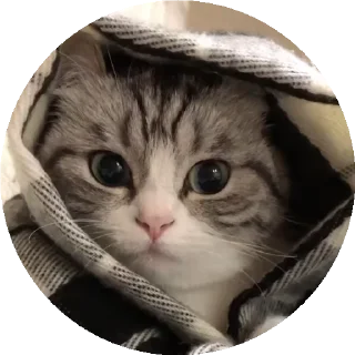 😺