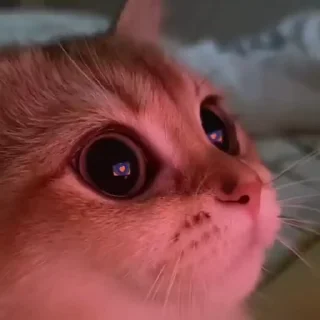 ilikekittie :: @tovadab :: @fStikBot